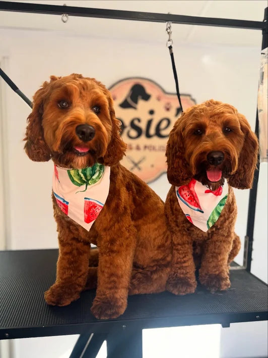 Expert dog grooming services Edinburgh Rosie's Paws and Polish