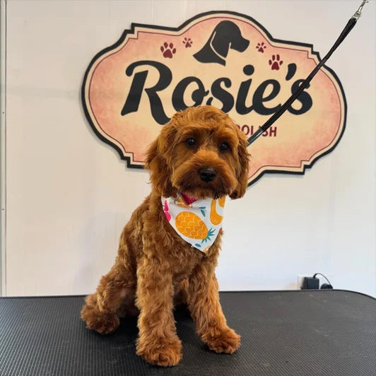Happy groomed dog at Rosie's Paws and Polish Edinburgh