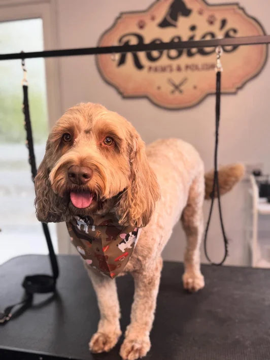 Professional dog grooming Edinburgh at Rosie's Paws and Polish