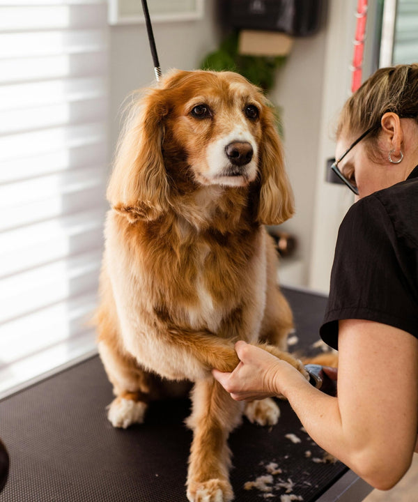 Dog being gently groomed at Rosie’s Paws and Polish salon in Edinburgh — calm, professional dog grooming service.