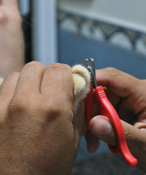 Close-up of a dog having its nails gently trimmed at Rosie’s Paws and Polish in Edinburgh — safe and stress-free dog grooming service.