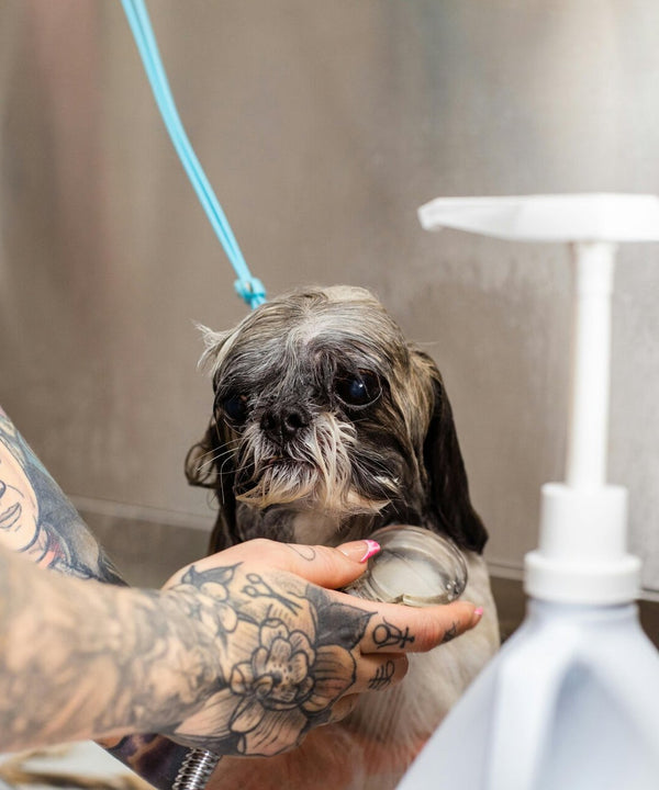 Dog enjoying a gentle spa wash at Rosie’s Paws and Polish salon in Edinburgh — professional dog grooming and relaxation treatment.