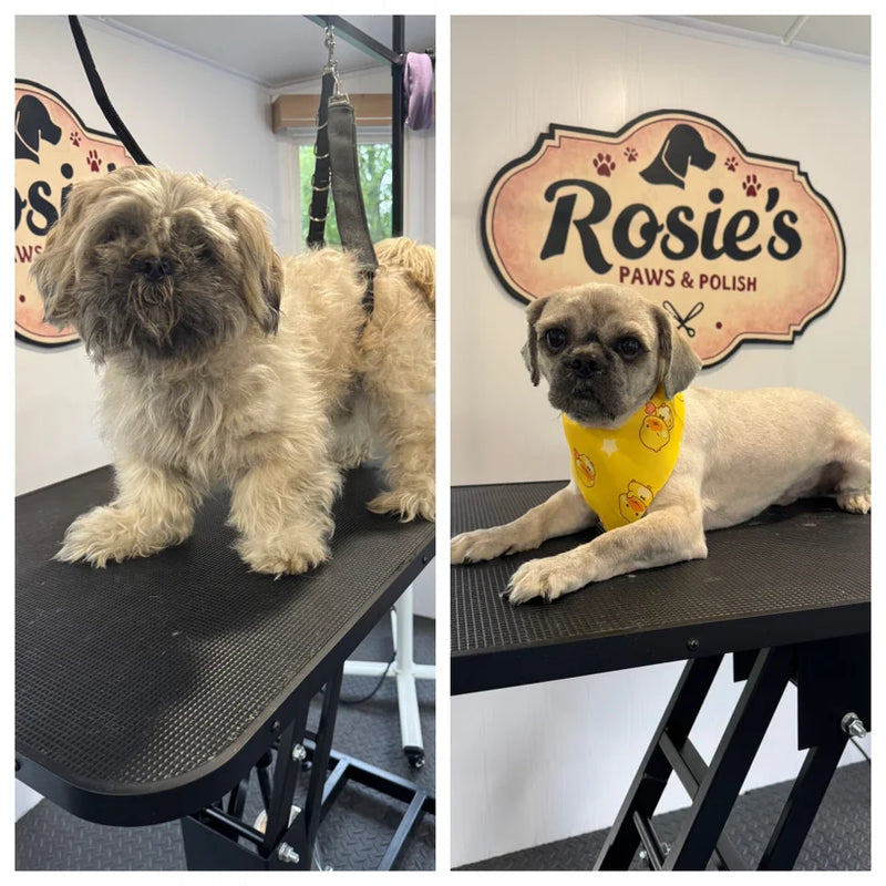 Beautiful groomed dogs Edinburgh Rosie's Paws and Polish