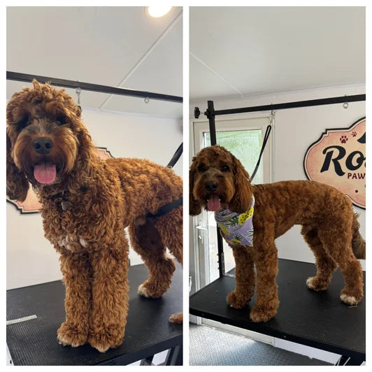 Premium dog grooming salon Edinburgh Rosie's Paws and Polish