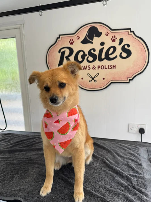 Dog grooming Edinburgh quality results Rosie's Paws and Polish
