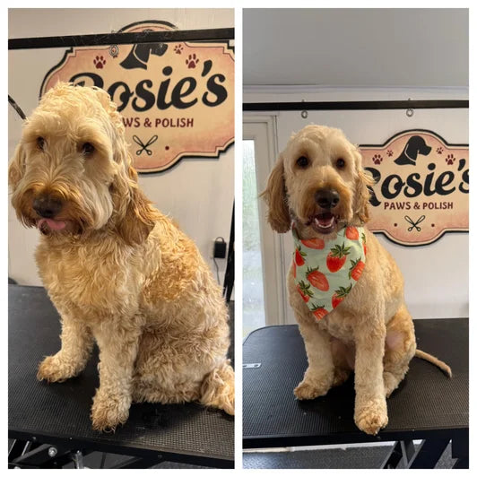 Pampered pups at Rosie's Paws and Polish dog grooming Edinburgh