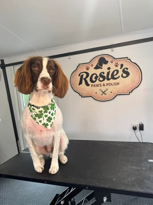 Dog grooming results at Rosie's Paws and Polish Edinburgh